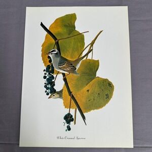 1950 Vintage Print White Crowned Sparrow American Bird Art Illustration Audubon